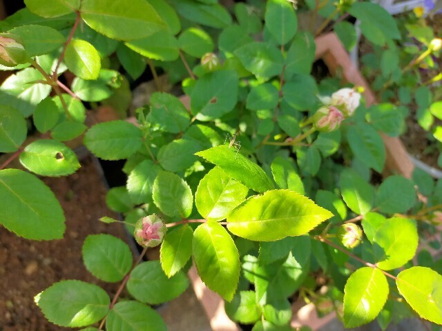 f:id:bluemoonbell:20240504142608j:image