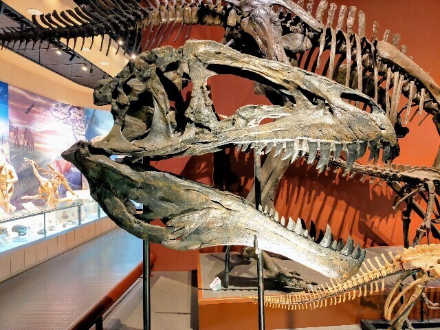 f:id:bluemoonbell:20240510114942j:image f:id:bluemoonbell:20240510114942j:image