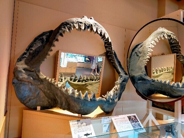 f:id:bluemoonbell:20240510115001j:image f:id:bluemoonbell:20240510115001j:image