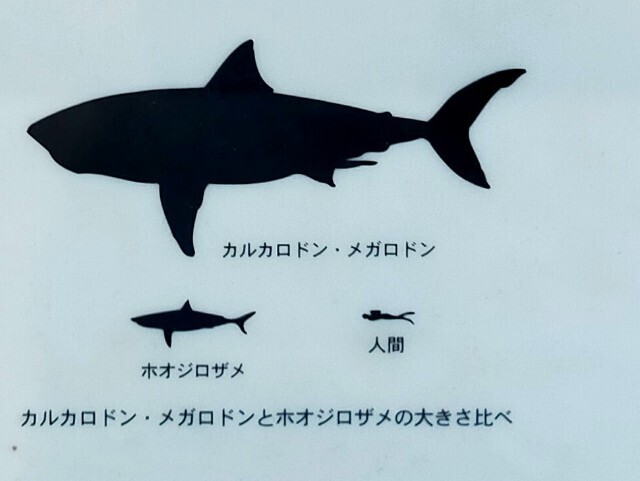 f:id:bluemoonbell:20240511134226j:image f:id:bluemoonbell:20240511134226j:image