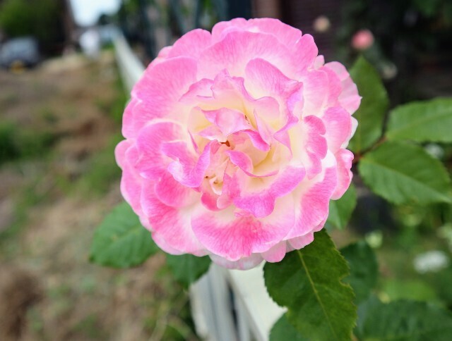f:id:bluemoonbell:20240513123001j:image
