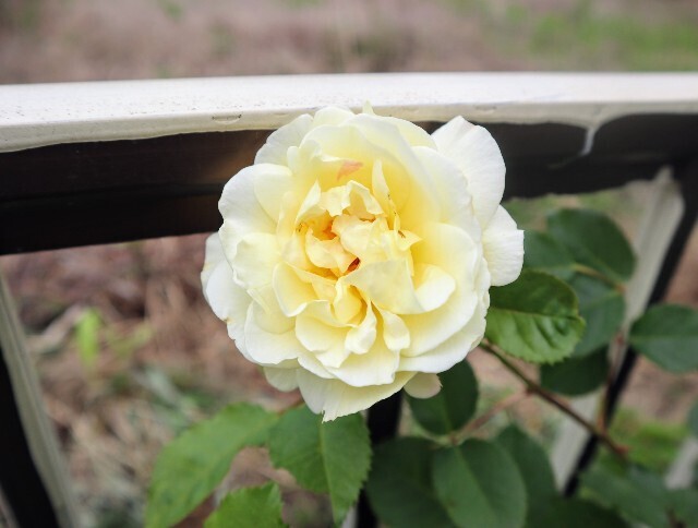f:id:bluemoonbell:20240513123010j:image