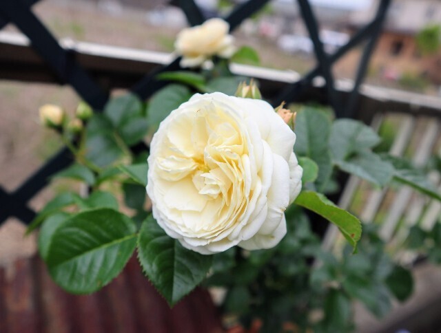 f:id:bluemoonbell:20240513123031j:image