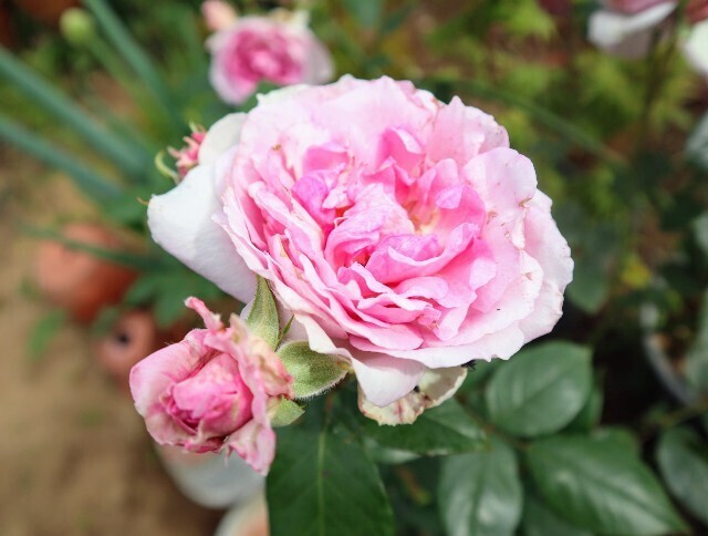 f:id:bluemoonbell:20240513123324j:image