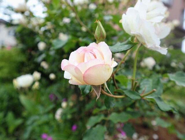 f:id:bluemoonbell:20240513123348j:image
