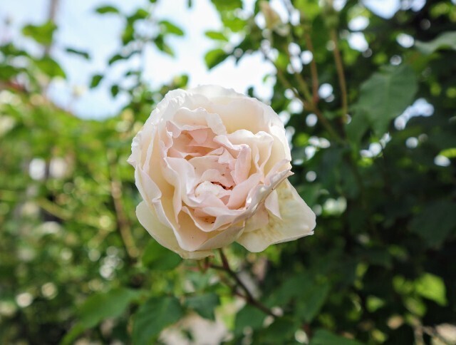 f:id:bluemoonbell:20240513123407j:image