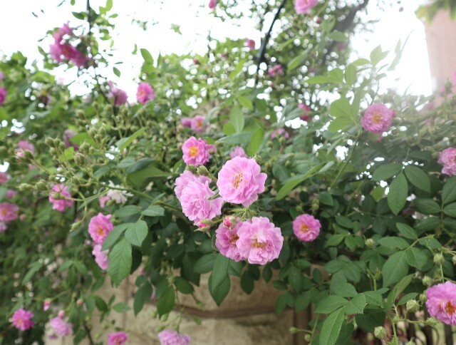 f:id:bluemoonbell:20240516192544j:image