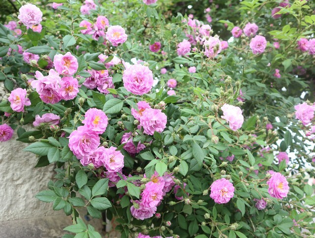 f:id:bluemoonbell:20240516192605j:image