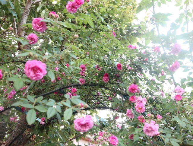 f:id:bluemoonbell:20240516192625j:image