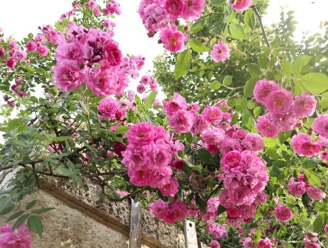 f:id:bluemoonbell:20240516192715j:image