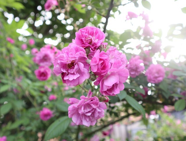 f:id:bluemoonbell:20240516192729j:image