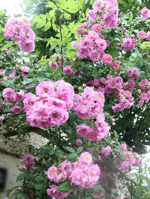f:id:bluemoonbell:20240516193024j:image