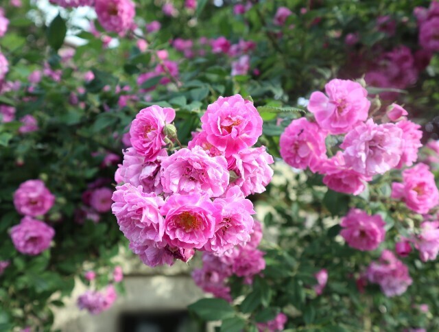 f:id:bluemoonbell:20240516203121j:image