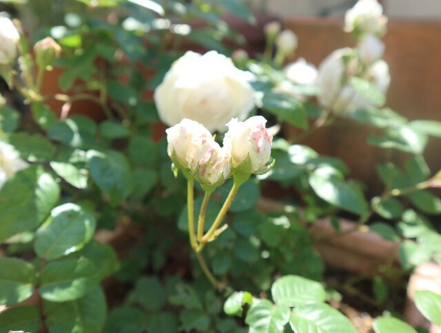 f:id:bluemoonbell:20240517180612j:image f:id:bluemoonbell:20240517180612j:image