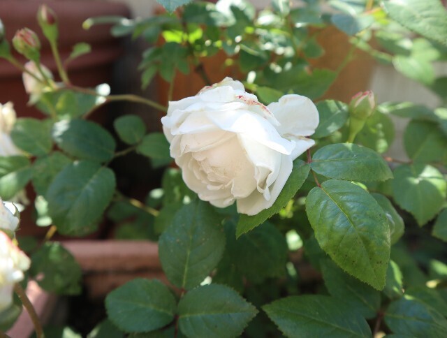 f:id:bluemoonbell:20240517180630j:image f:id:bluemoonbell:20240517180630j:image