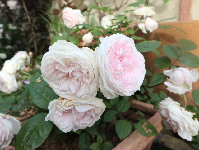 f:id:bluemoonbell:20240517180646j:image f:id:bluemoonbell:20240517180646j:image