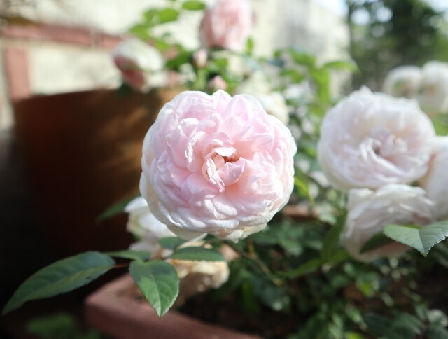 f:id:bluemoonbell:20240517180701j:image f:id:bluemoonbell:20240517180701j:image