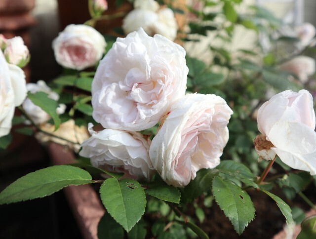 f:id:bluemoonbell:20240517180717j:image f:id:bluemoonbell:20240517180717j:image