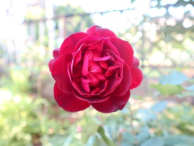 f:id:bluemoonbell:20240519174211j:image f:id:bluemoonbell:20240519174211j:image