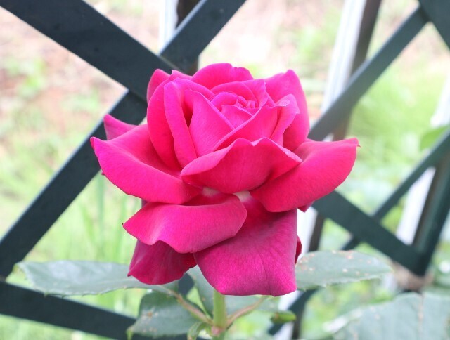 f:id:bluemoonbell:20240519204050j:image f:id:bluemoonbell:20240519204050j:image