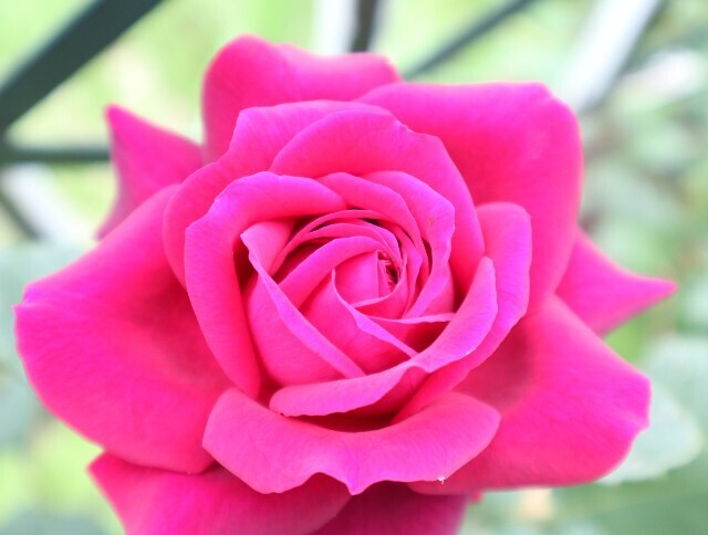 f:id:bluemoonbell:20240519204100j:image f:id:bluemoonbell:20240519204100j:image