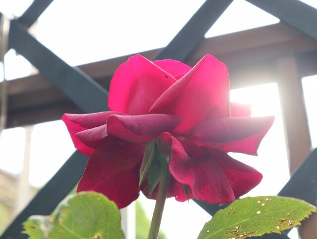 f:id:bluemoonbell:20240519204108j:image f:id:bluemoonbell:20240519204108j:image