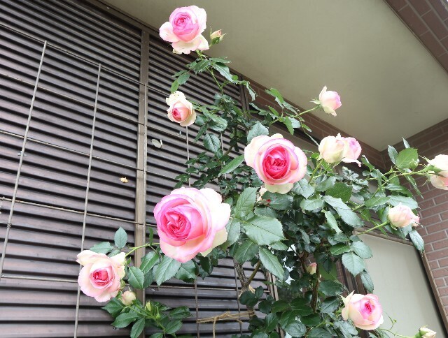 f:id:bluemoonbell:20240521180203j:image