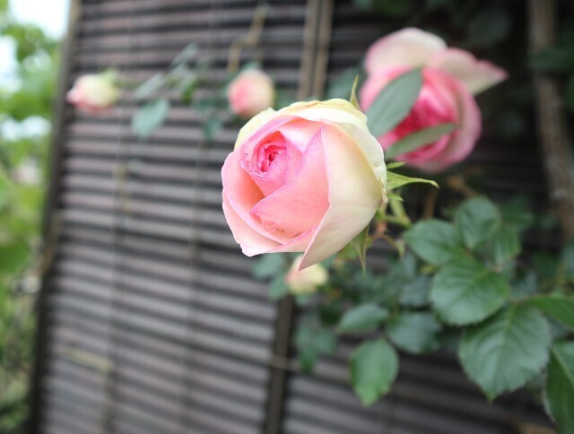 f:id:bluemoonbell:20240521180219j:image