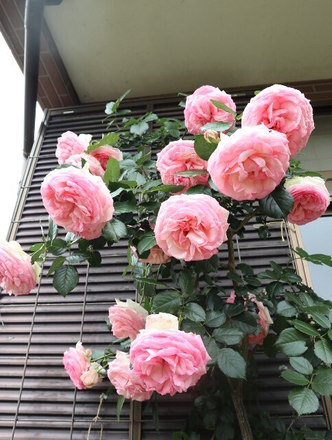 f:id:bluemoonbell:20240521180239j:image
