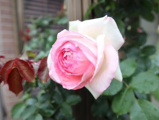 f:id:bluemoonbell:20240521180256j:image