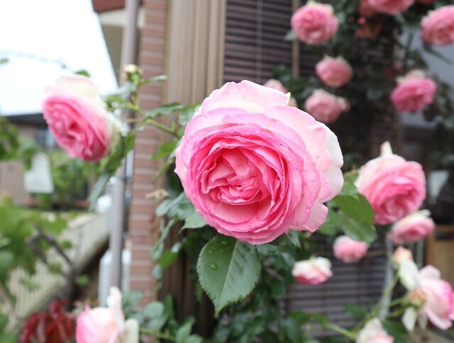 f:id:bluemoonbell:20240521180311j:image
