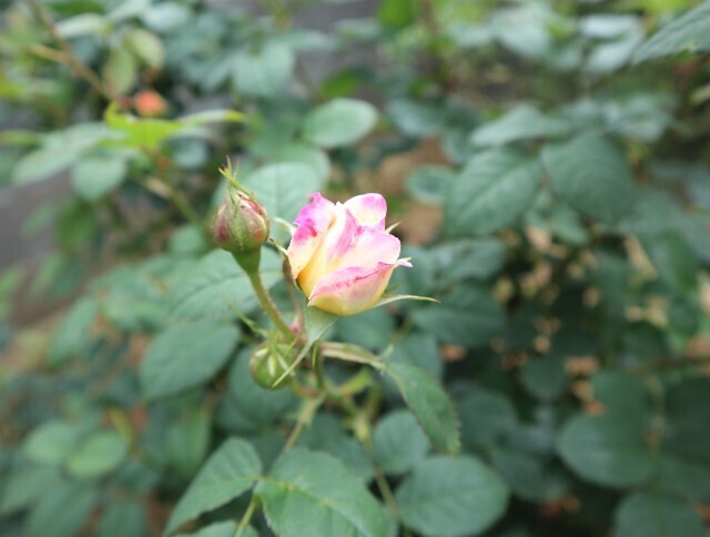 f:id:bluemoonbell:20240527111421j:image f:id:bluemoonbell:20240527111421j:image