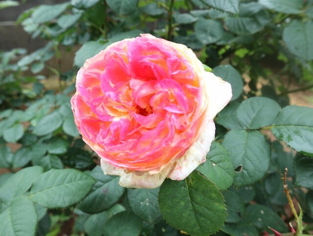 f:id:bluemoonbell:20240527111440j:image f:id:bluemoonbell:20240527111440j:image