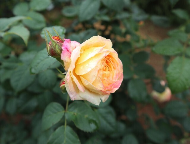 f:id:bluemoonbell:20240527111455j:image f:id:bluemoonbell:20240527111455j:image