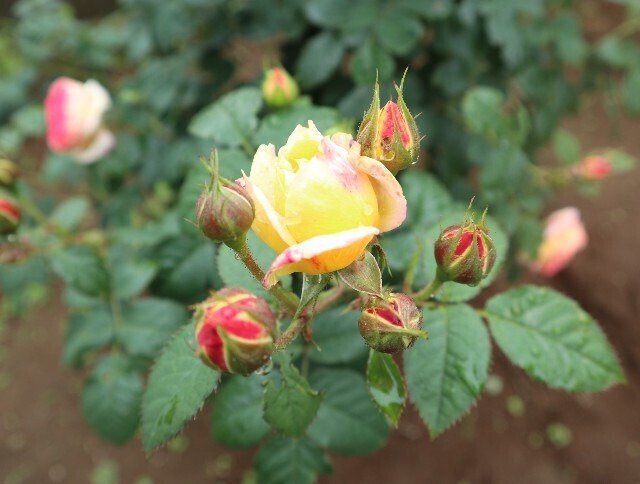 f:id:bluemoonbell:20240527111509j:image f:id:bluemoonbell:20240527111509j:image