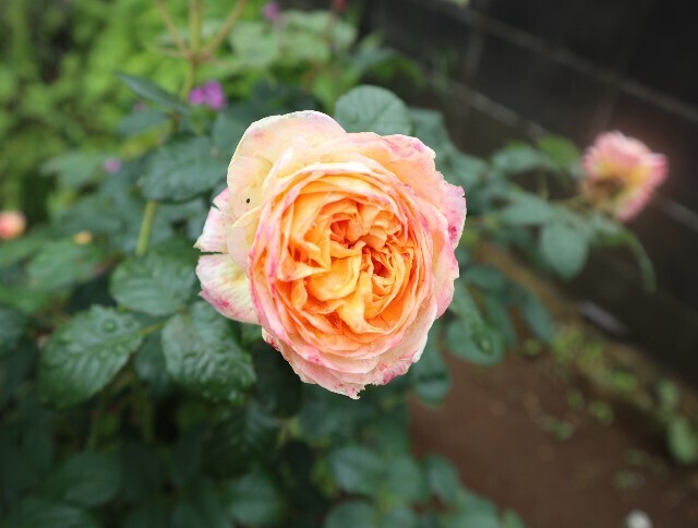 f:id:bluemoonbell:20240527111524j:image f:id:bluemoonbell:20240527111524j:image