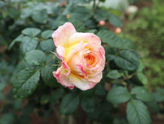 f:id:bluemoonbell:20240527111538j:image f:id:bluemoonbell:20240527111538j:image