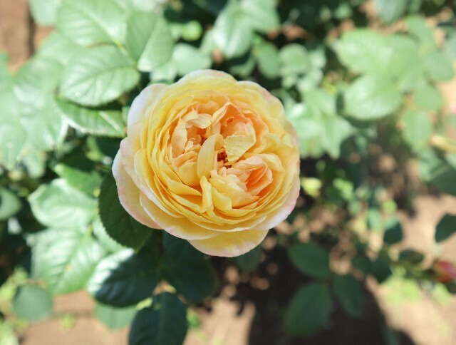 f:id:bluemoonbell:20240527111555j:image f:id:bluemoonbell:20240527111555j:image