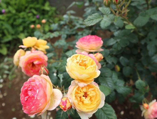 f:id:bluemoonbell:20240527111644j:image f:id:bluemoonbell:20240527111644j:image