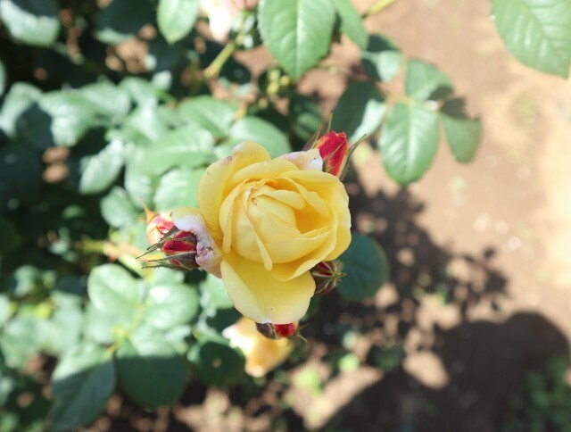 f:id:bluemoonbell:20240527140326j:image f:id:bluemoonbell:20240527140326j:image