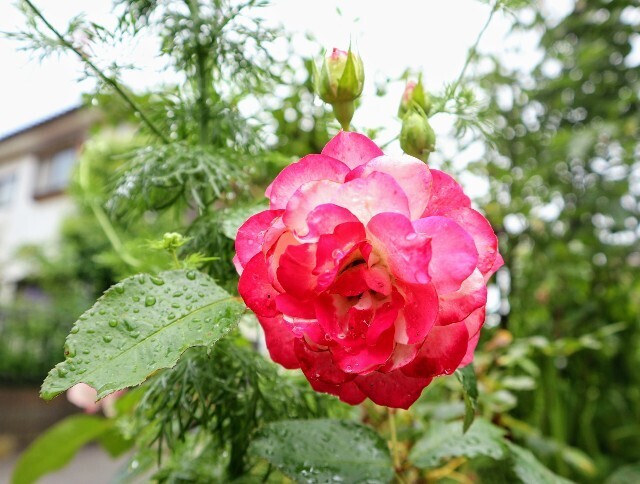 f:id:bluemoonbell:20240531123539j:image