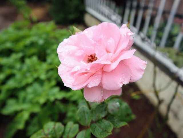 f:id:bluemoonbell:20240531123547j:image