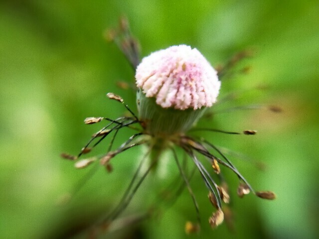 f:id:bluemoonbell:20240602161057j:image