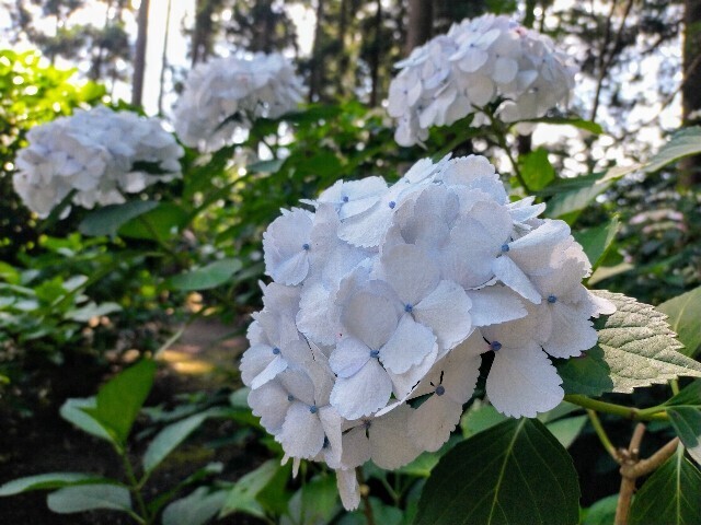 f:id:bluemoonbell:20240611151536j:image