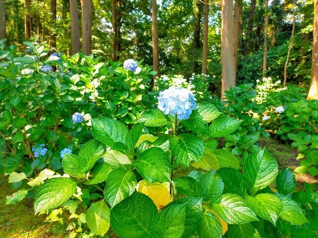 f:id:bluemoonbell:20240612113256j:image
