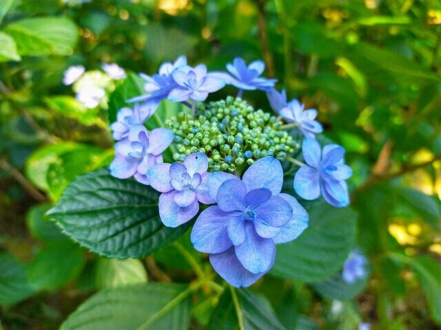f:id:bluemoonbell:20240612113314j:image