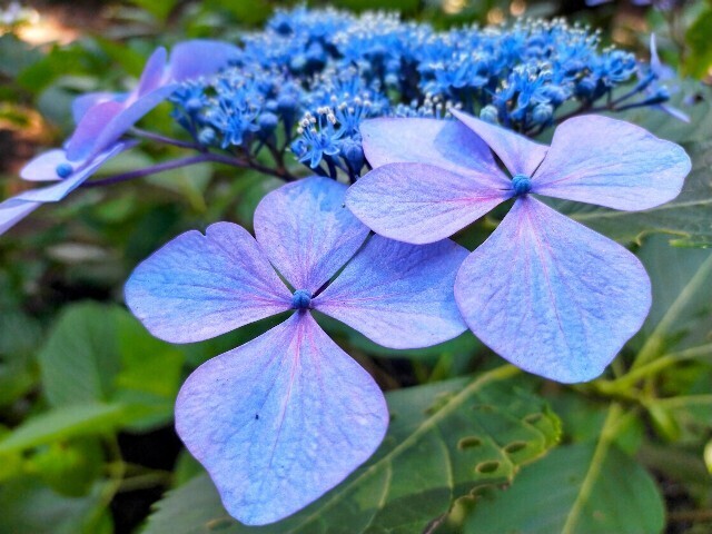 f:id:bluemoonbell:20240612113334j:image