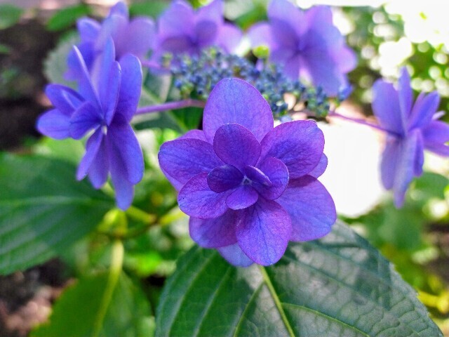 f:id:bluemoonbell:20240612113343j:image