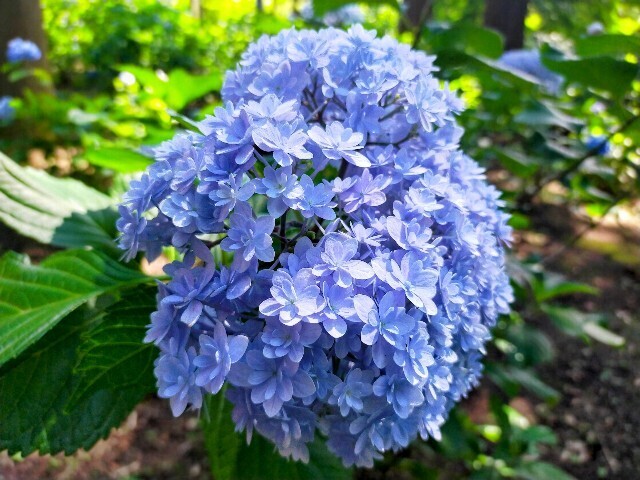 f:id:bluemoonbell:20240612113753j:image