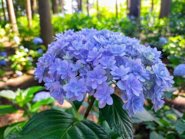 f:id:bluemoonbell:20240612113801j:image